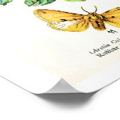 Poster Plaque d'antiquités, papillons d'Europe : assiette (Coin)