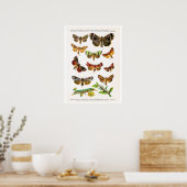 Poster Plaque d'antiquités, papillons d'Europe : assiette (Cuisine)