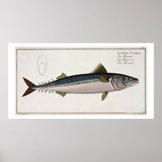 Poster Plaque de maquereau (Scomber Scomber) LIV de 'Icht (Devant)