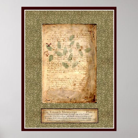 Poster Plaque Voynich 1 - Illustration botanique (Devant)