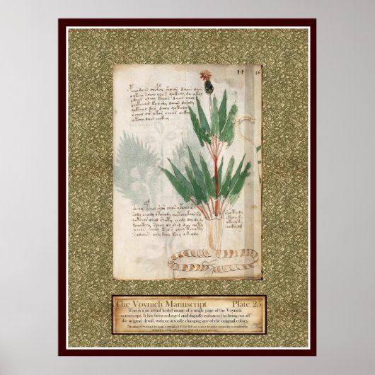 Poster Plaque Voynich 25 (Devant)