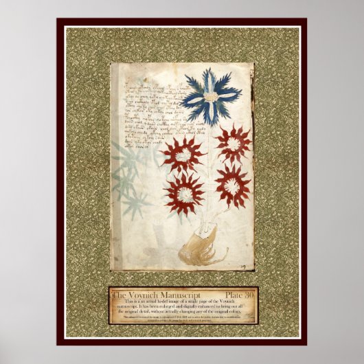 Poster Plaque Voynich 30 (Devant)