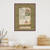 Poster Plaque Voynich 5 - Illustration botanique (Cuisine)