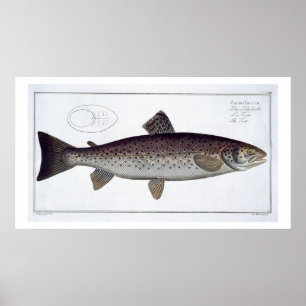 Poster Plaque XXI de truite de mer (Salmo Trutta) de 'Ich