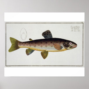 Poster Plaque XXIII de truite Brown (Salmo Iasustris) de 