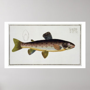 Poster Plaque XXIII de truite Brown (Salmo Iasustris) de 