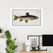 Poster Plaque XXIII de truite Brown (Salmo Iasustris) de (Bureau à domicile)