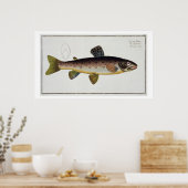 Poster Plaque XXIII de truite Brown (Salmo Iasustris) de (Cuisine)