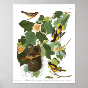 Poster Plat 12 Baltimore Oriole d'Audubon
