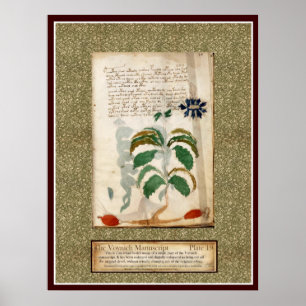 Poster Plat 19 de Voynich