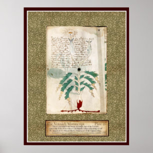 Poster Plat 27 de Voynich