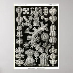 Poster Plat 39 Gorgonia