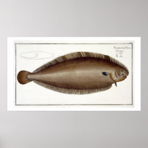 Poster Plat unique XLV de Douvres (Solea Solaea) de