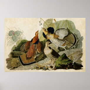 Poster Plate 41 Ruffed Grouse Birds of America