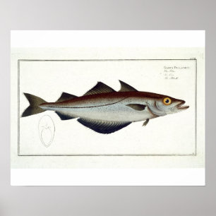 Poster Plate de Pollack (Pollachius pollachius) LXVIII de