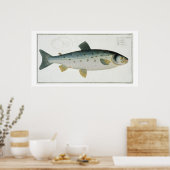Poster Plate de saumon (Salmo Salar) XX de 'Ichthyologie, (Cuisine)