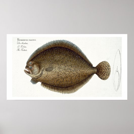 Poster Plate de turbot (Pleuronectes Maximus) XLIX de 'Ic (Devant)
