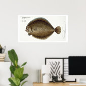 Poster Plate de turbot (Pleuronectes Maximus) XLIX de 'Ic (Bureau à domicile)
