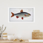 Poster Plate II de cafard (Cyprinus Rutilis) de 'Ichthyol (Cuisine)