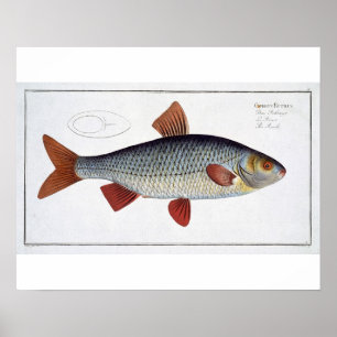 Poster Plate II de cafard (Cyprinus Rutilis) de 'Ichthyol
