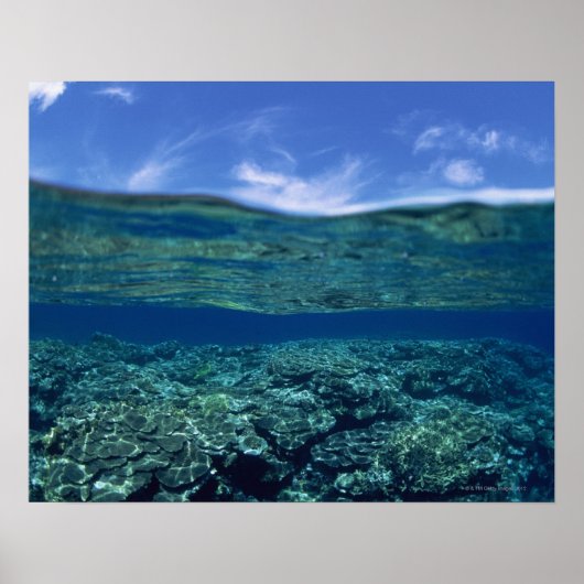 Poster Plateau de corail (Devant)