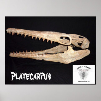 Poster Platecarpus Mosasaur crâne