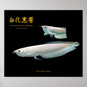 Poster Platinum Noir Arowana の ポ タ