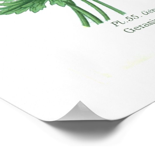 Poster Platypétalum de géranium (Coin)