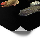 Poster Plecoの仲間のポスター,No.01 (Coin)