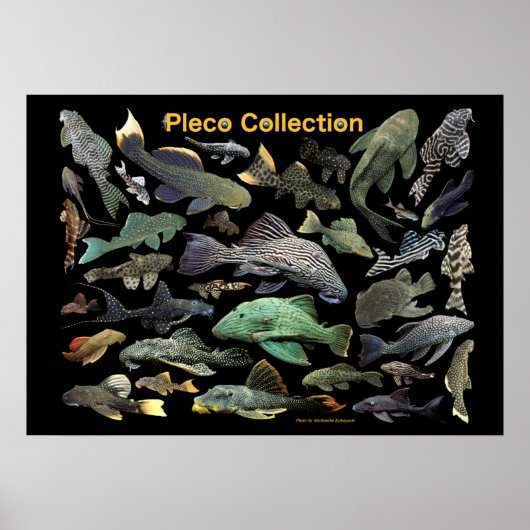 Poster Plecoの仲間のポスター,No.01 (Devant)