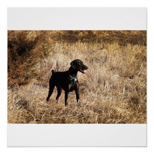 Poster plein dans le champ (Devant)