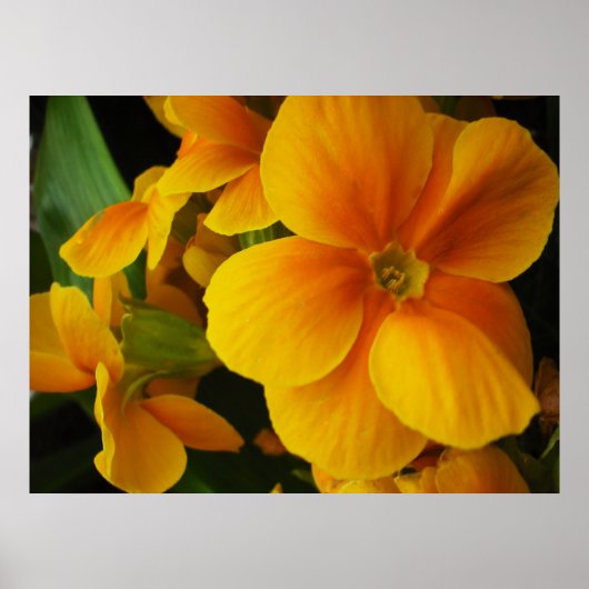 Poster plein de soleil (Devant)