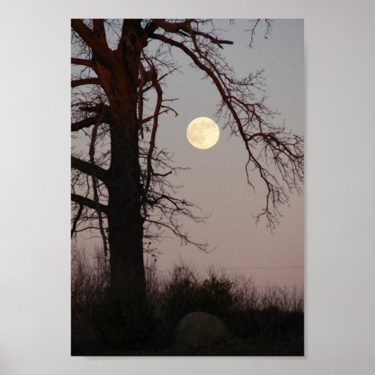 Poster Pleine lune à travers les branches d'arbre (Devant)