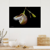 Poster Pleurothallis Cypripedioides (Cuisine)