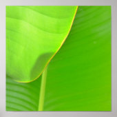 Poster Plis bananiers (Devant)