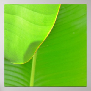 Poster Plis bananiers