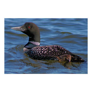 Poster Plongeon huard