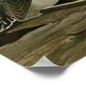 Poster Plongeur à gorge rouge (Coin)