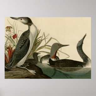 Poster plongeur Rouge-throated