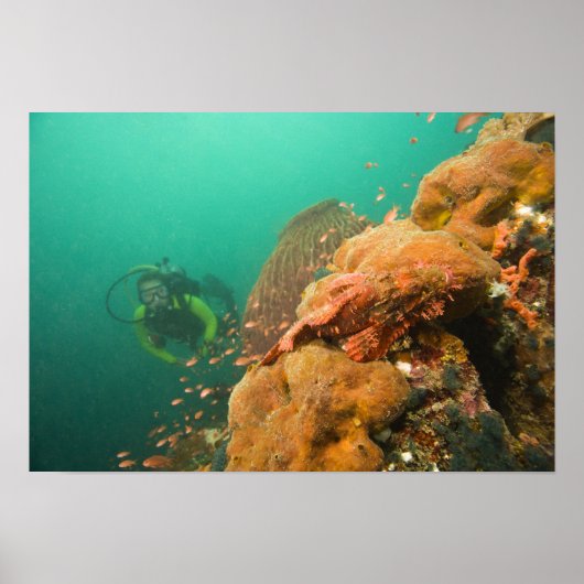 Poster plongeur & Scorpionfish Scorpanopsis (Devant)