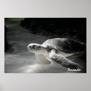 Poster Plongeur Tortue
