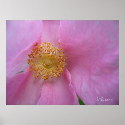 Poster Plongez dans la Flower Zone ! (Devant)