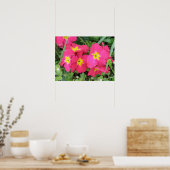 Poster Ployanthus rose (Cuisine)