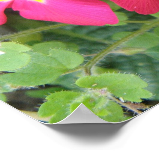 Poster Ployanthus rose (Coin)