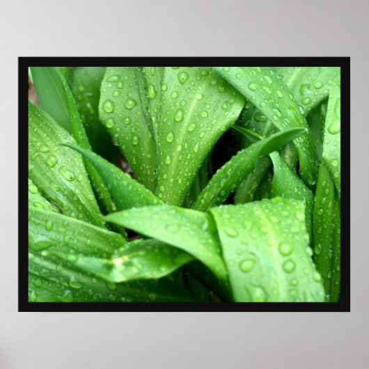 Poster Pludrops (Devant)