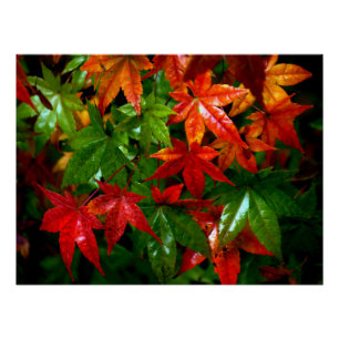 Poster Pluie d'automne