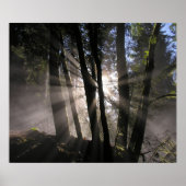 Poster Pluie Forest Sun Rays (Devant)