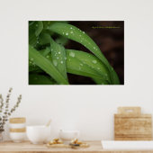 Poster Pluie matinale sur des lames parfaites d'herbe pho (Cuisine)