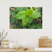 Poster Pluie sur les feuilles (Cuisine)