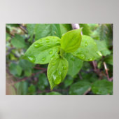 Poster Pluie sur les feuilles (Devant)